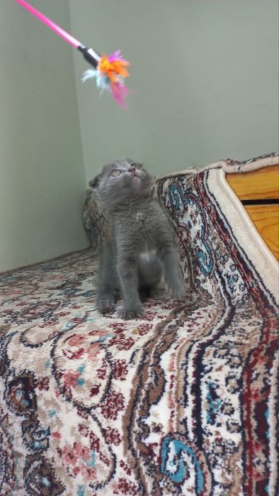 Продаётся кошечка