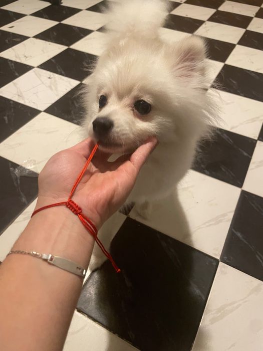 Pumeran bql mn dobyr I igriv