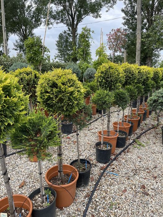 Plante ornamentale calitate