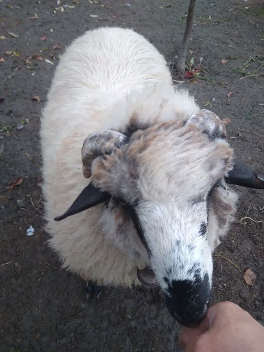 Vând berbec din primăvară gras copt.