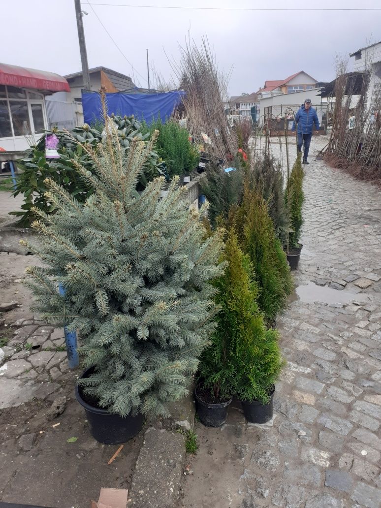 Vindem pomi fructiferi și plante ornamentale