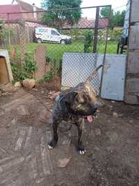 Presa canario ..