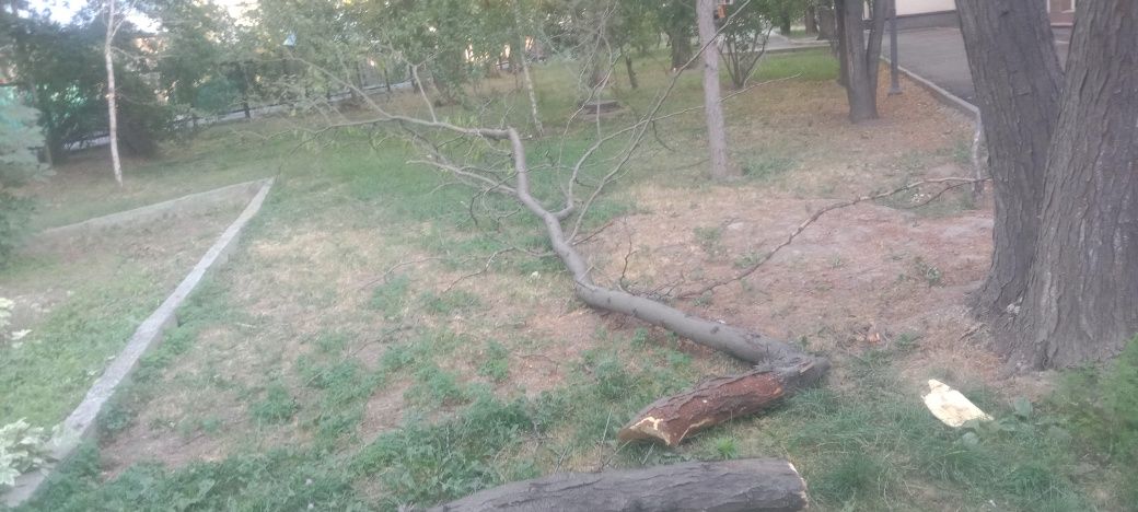 Дрова бесплатно самовывоз