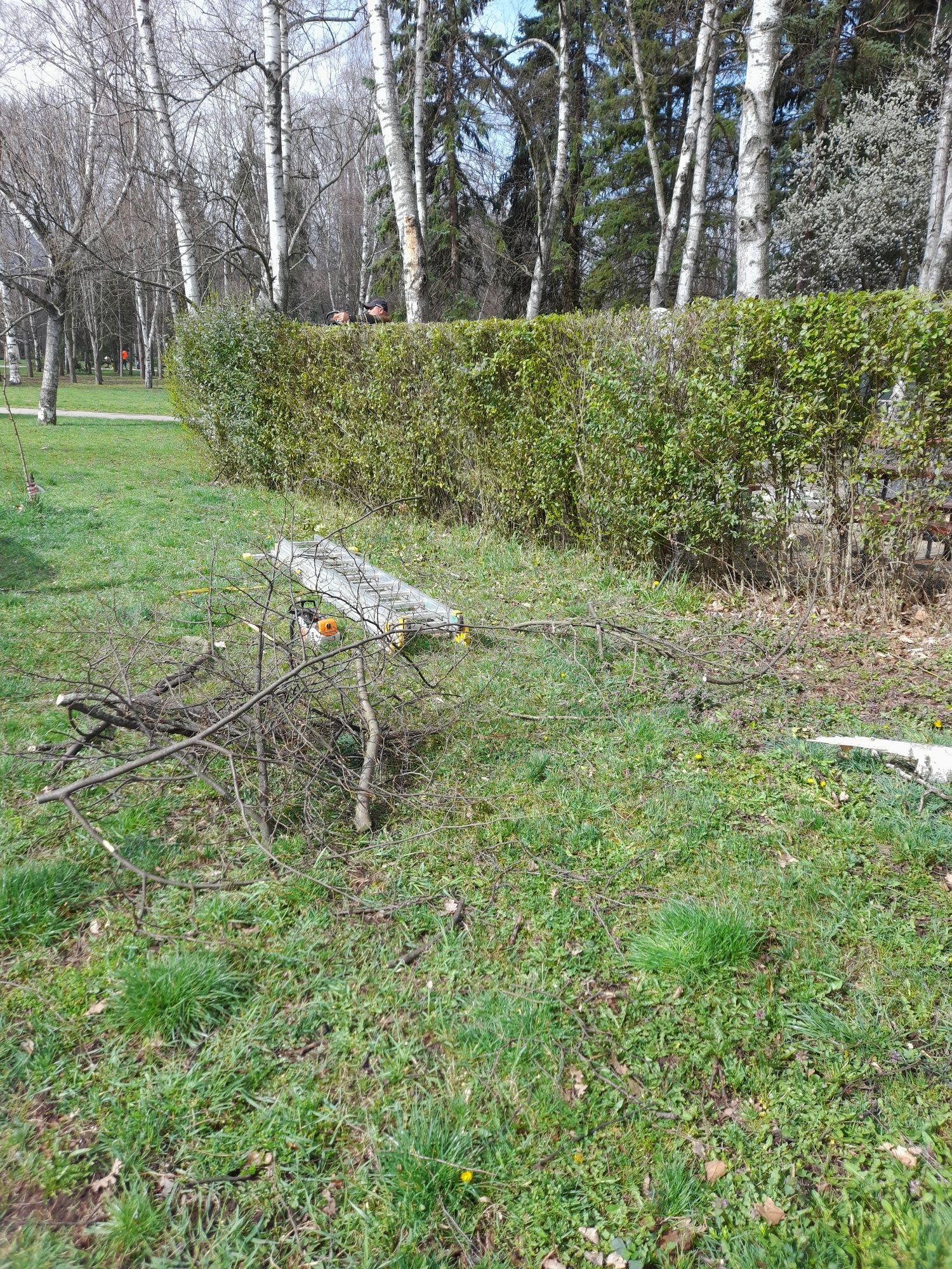 Разчистване на терени косене на трева рязане на дървета/опасни и др