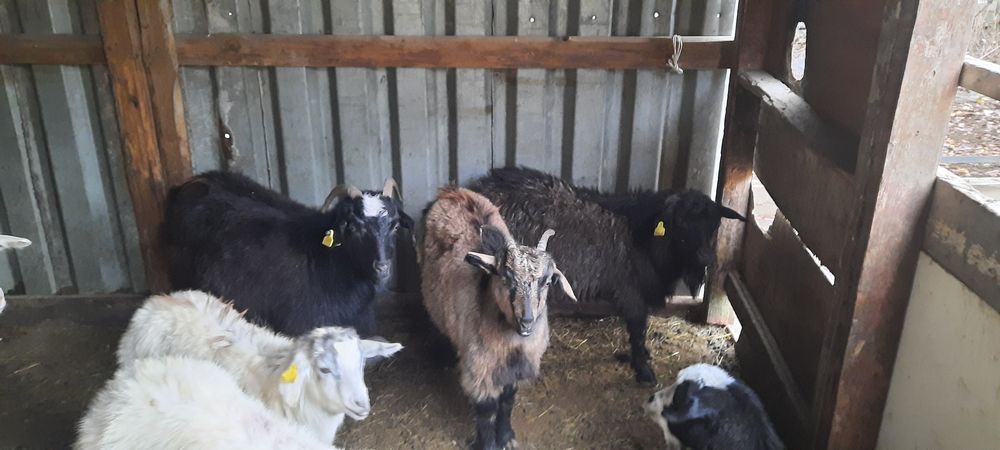 Ешкілер  сатылады