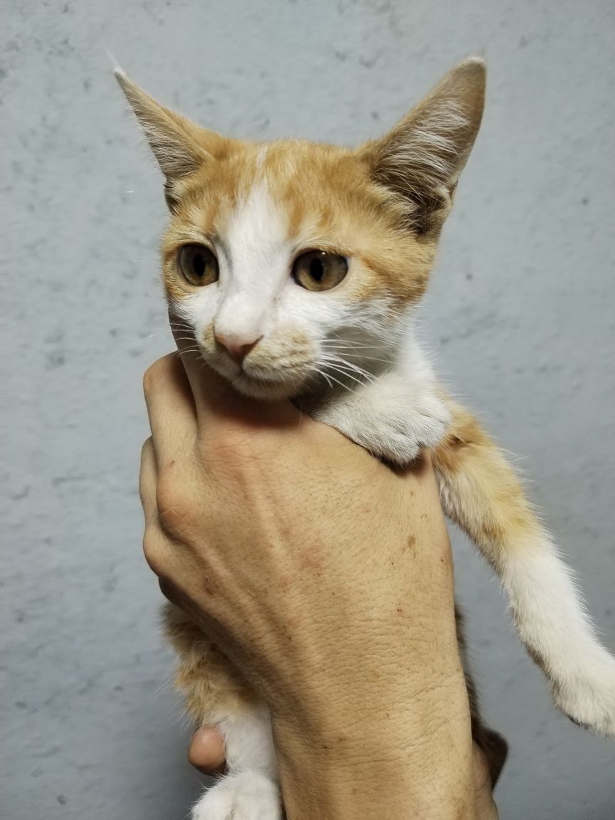 Котята в хорошие добрые руки