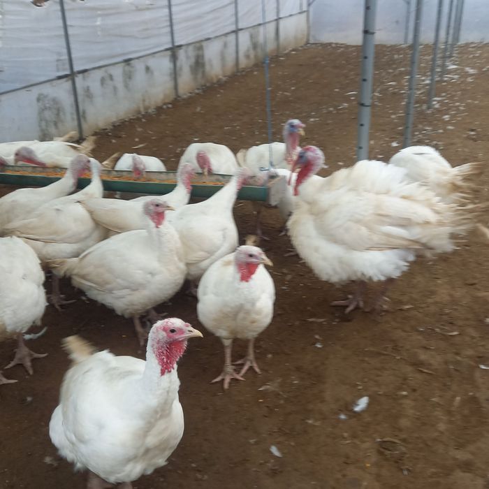 Curcani și curci de vânzare