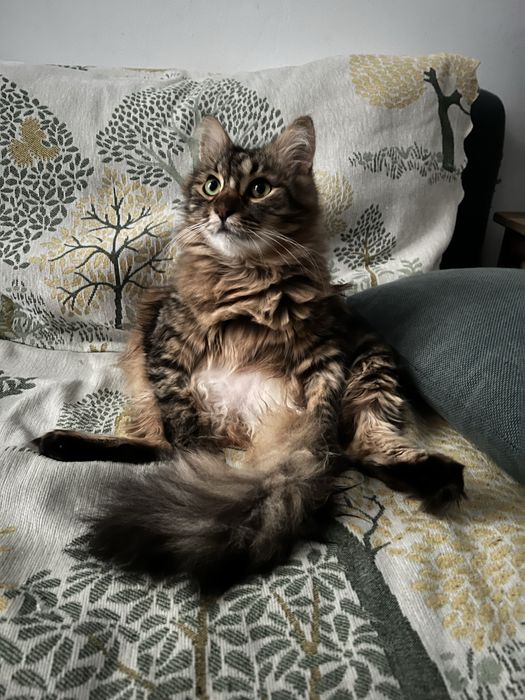 Pet sitting pentru lăbuțe fericite și inimi liniștite