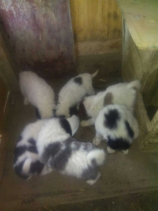 Каракачански кученца