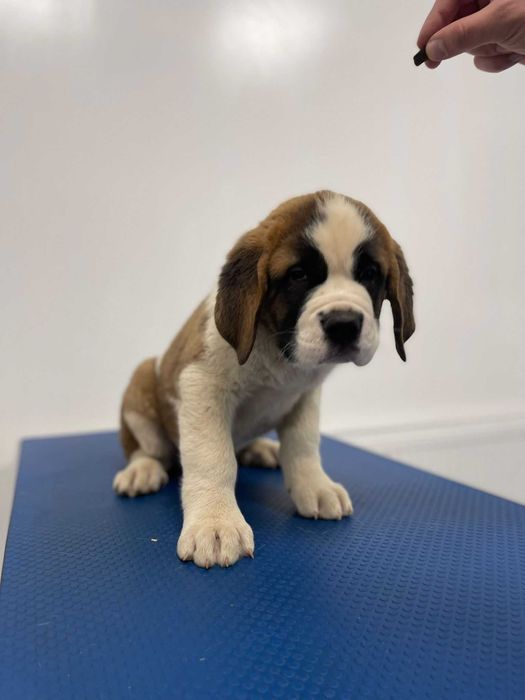 Femela Saint Bernard cu pedigree - par scurt