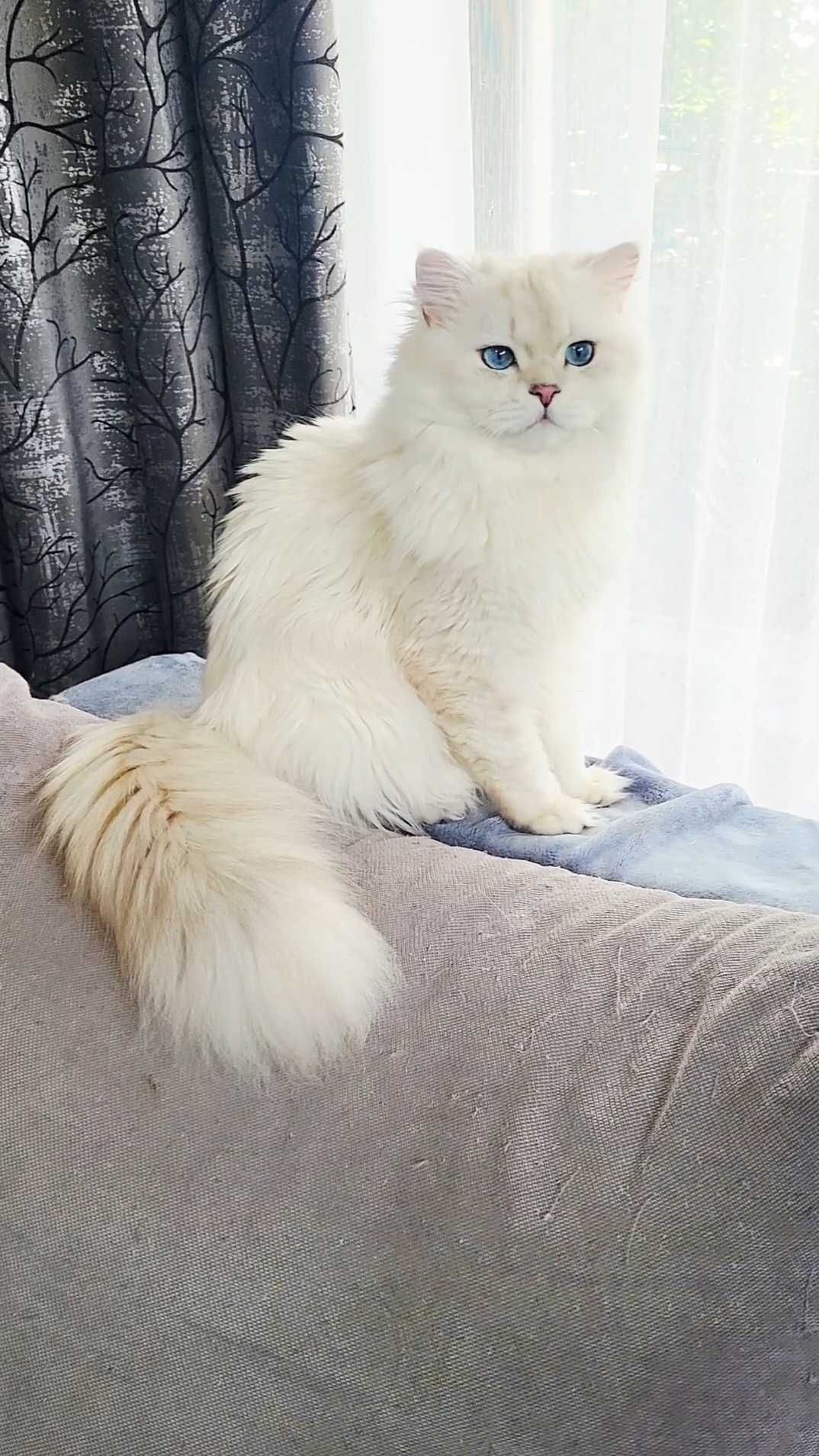 British longhair alb cu ochii albastri