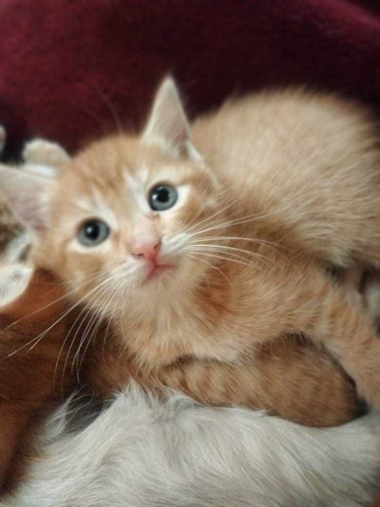 Котенок ищет дом.