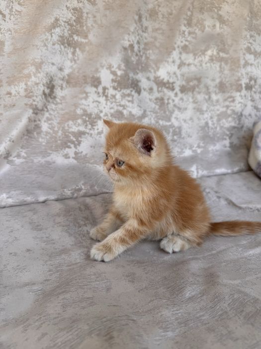 страйт котенка мальчик