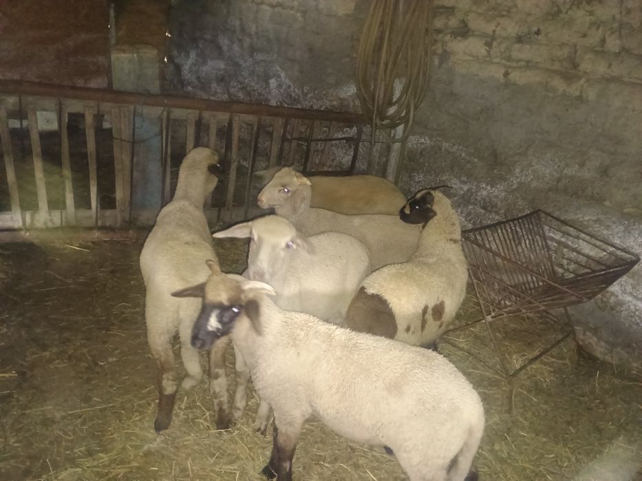 Vând berbecuți de anul acesta