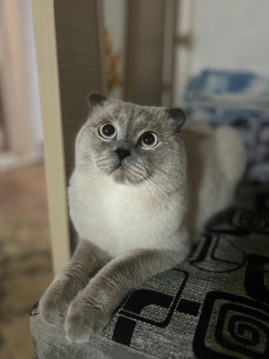 Отдам в хорошие руки