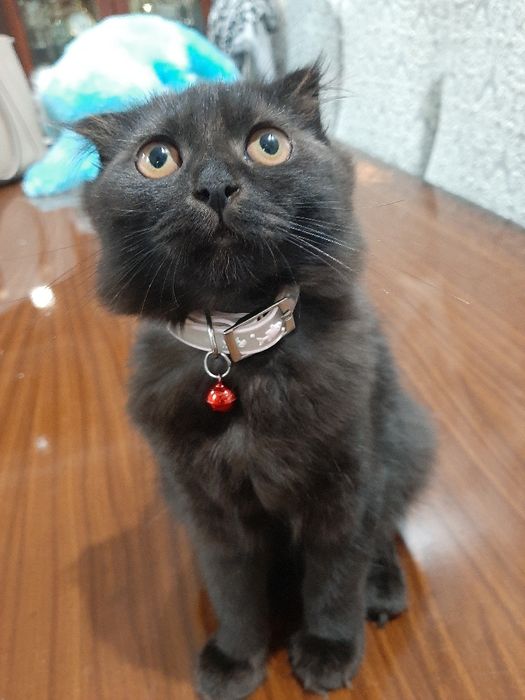 Скоттиш  фолд  мушук сотилади
