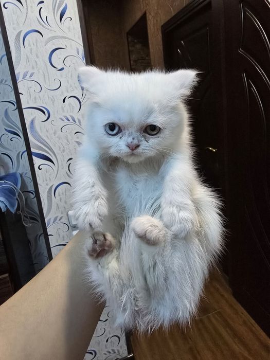 Ajoyib zotdor mushuk sotiladi.