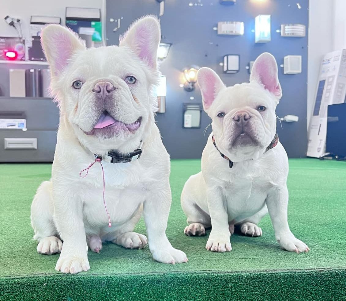 Френски булдог, french bulldog