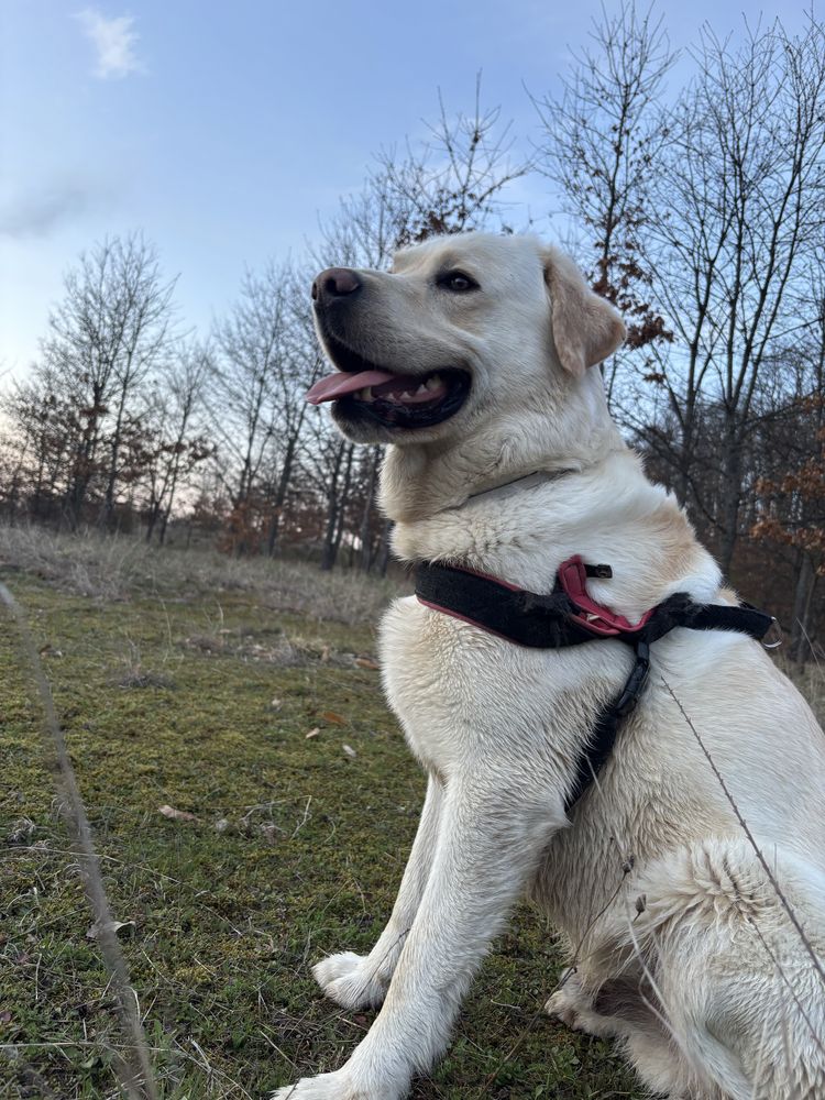 Labrador retriever alb