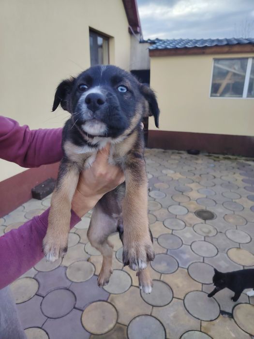 Donez  cățeluși jucausi