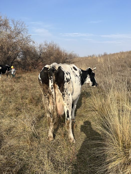 Сүтті сиыр сатылады 900. Мың нан басталады