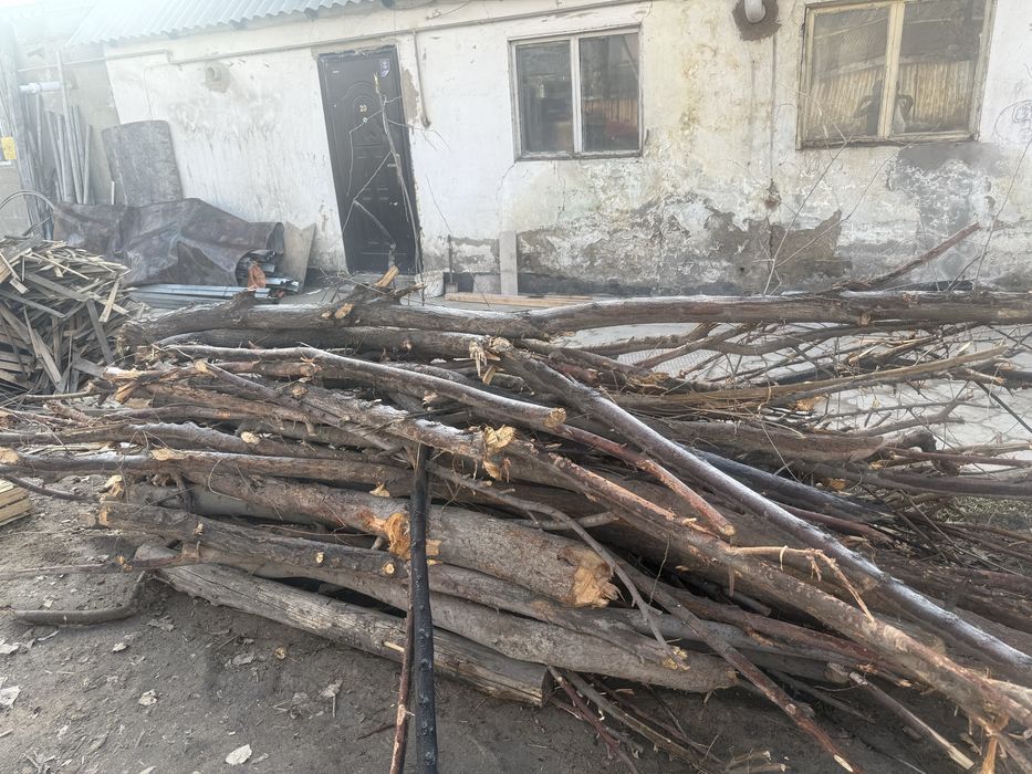 Деревья бесплотна