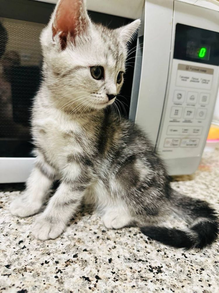 Продам породистых котят..