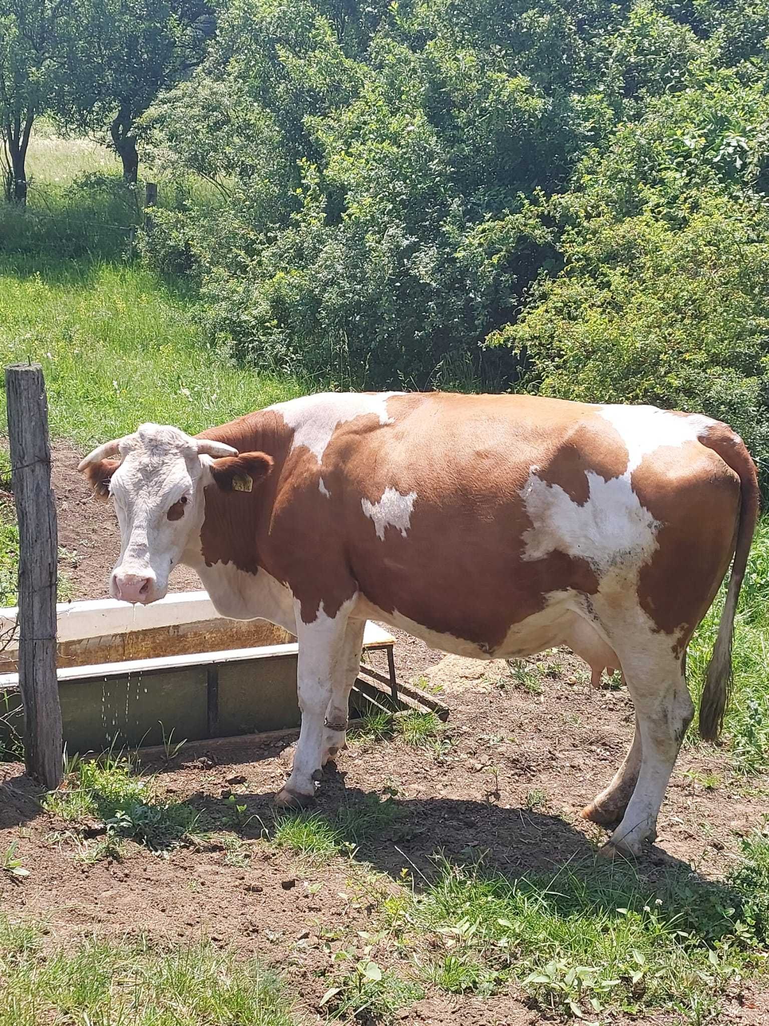Baltata Romaneasca