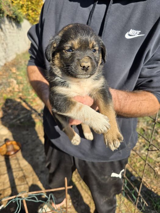 Catei spre adoptie Craiova