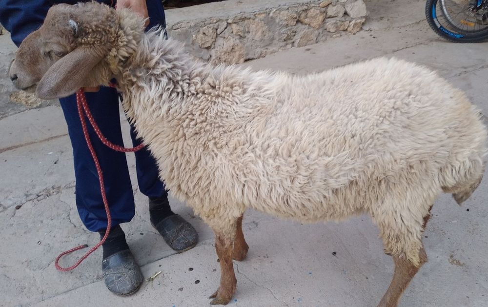Arzon Semiz Sifat Toza Qochqor sotiladi