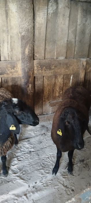 Продам баран стоят
