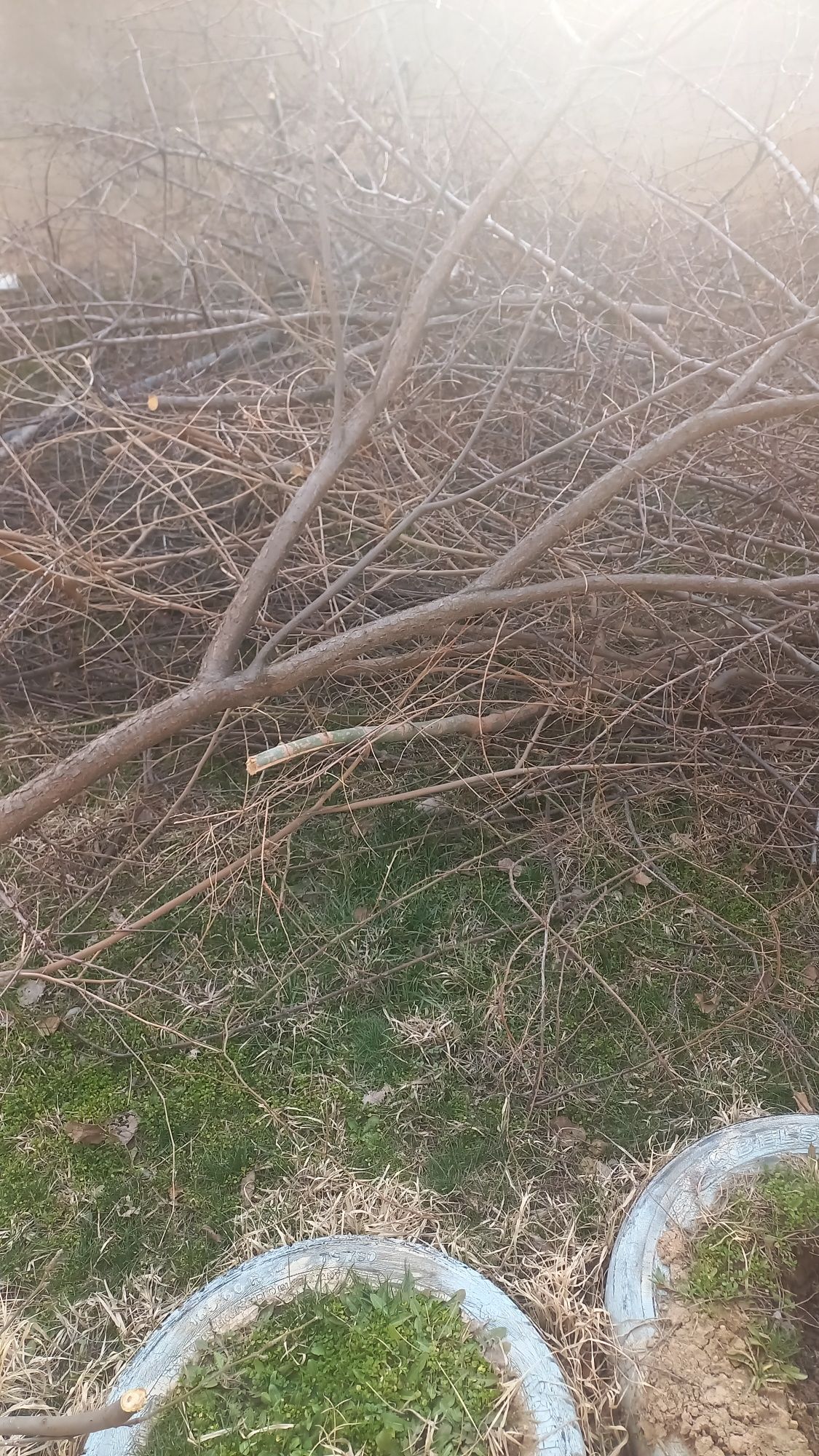 Дрова бесплатано