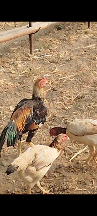 Dakan boboq tovuq tuxumda 2lasiyam