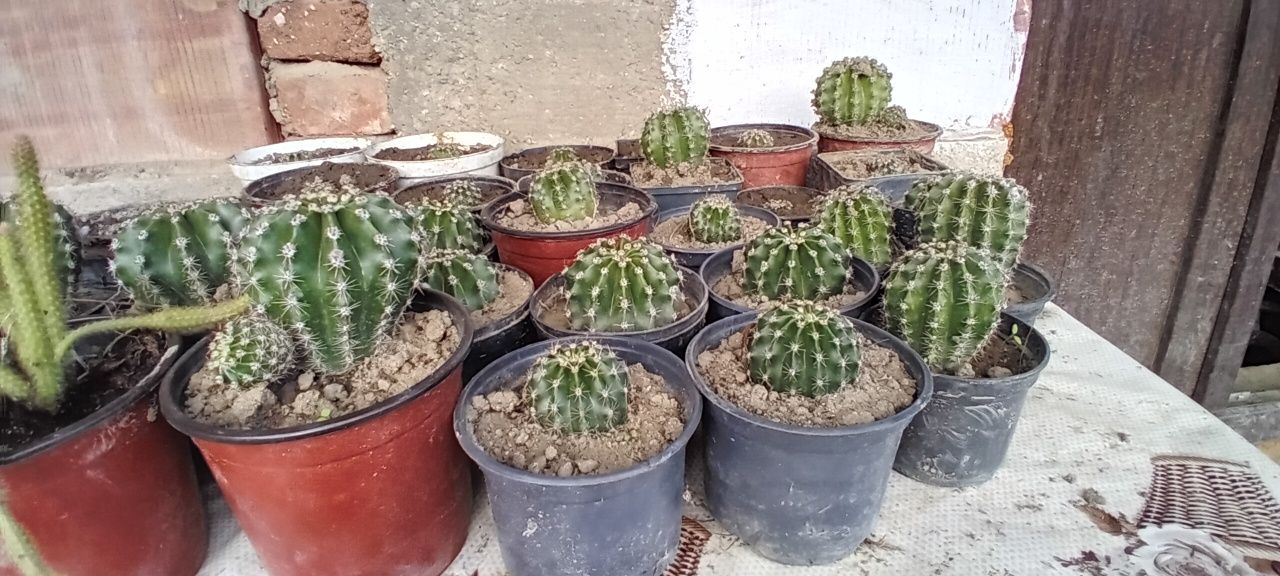 Vând cactus  de glastra