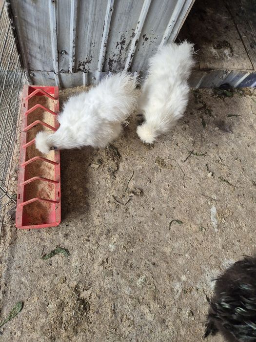 Cocoși mătase japoneză sau schimb