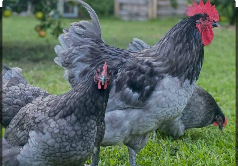 Preiau comenzi de pui australorp