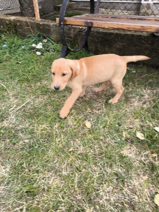 Лабрадор Редривър