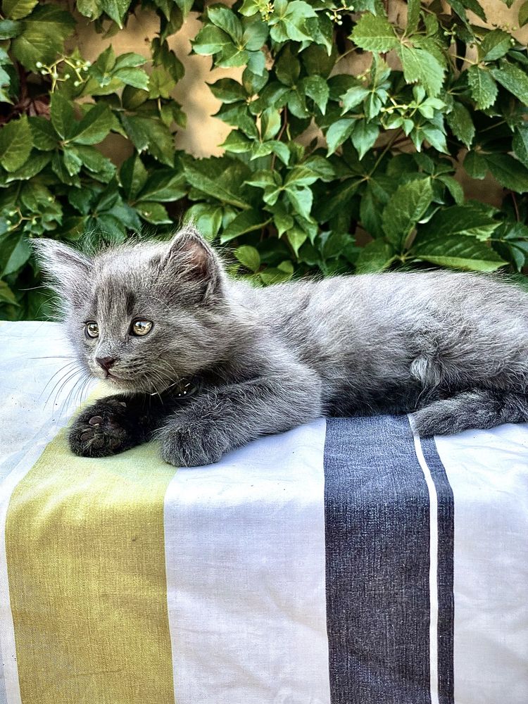 Mushuk (кот) sotiladi