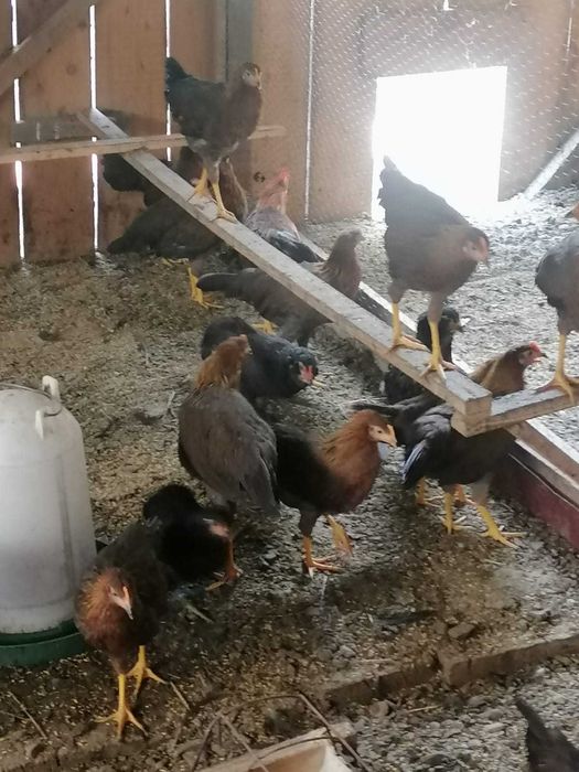 Puicute de gaini italiene potarnichii