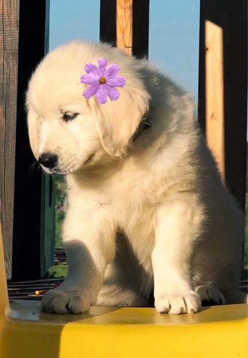 Femela Golden retriever