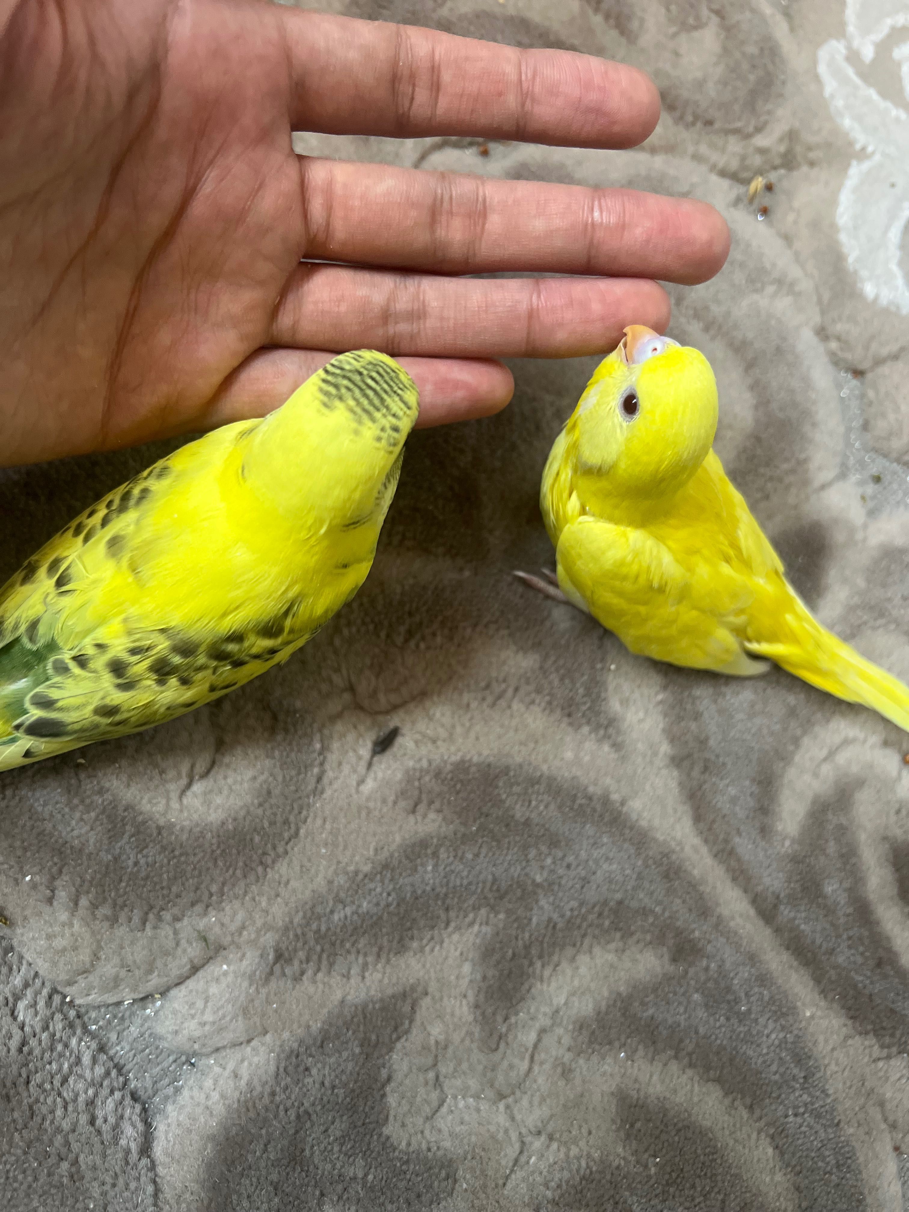 Popugaychiki judayam shirin yoqimtoy Valnisti попугай волнистый