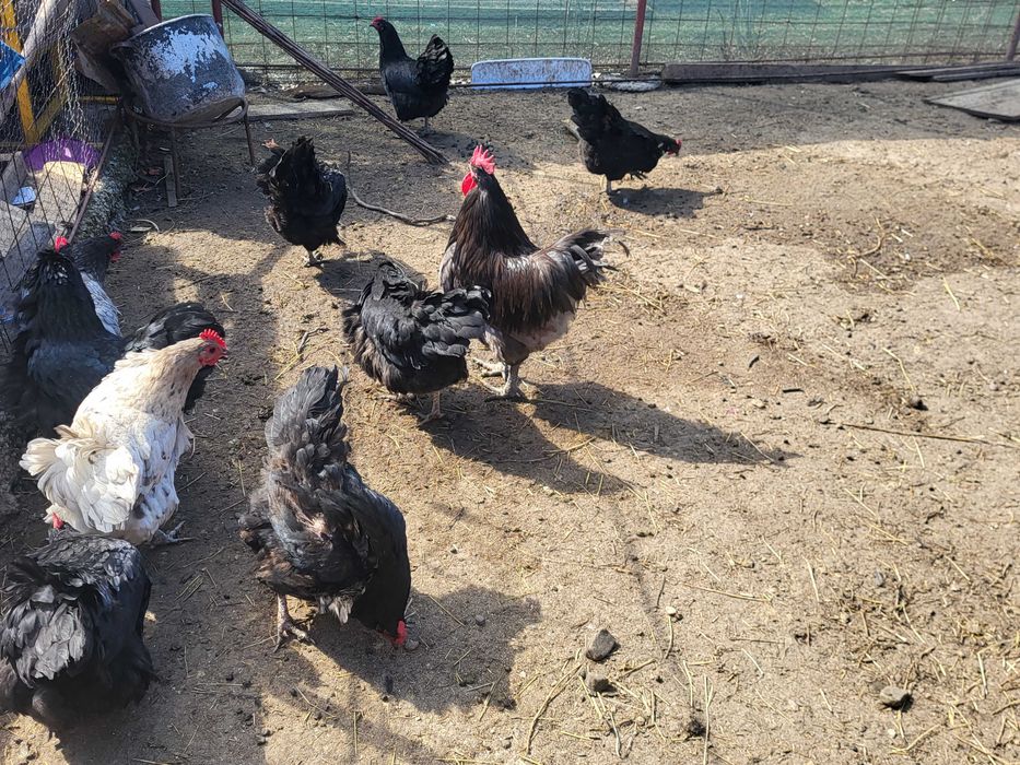 Gaini si cocosi australorp negru, albastru si splash