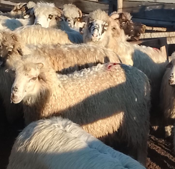 De vânzare 2 berbecuți și 3 oi