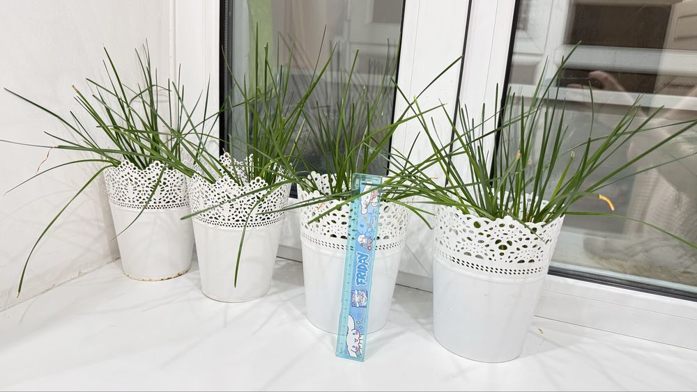 Комнатные цветы для доиа ,офиса ,школы