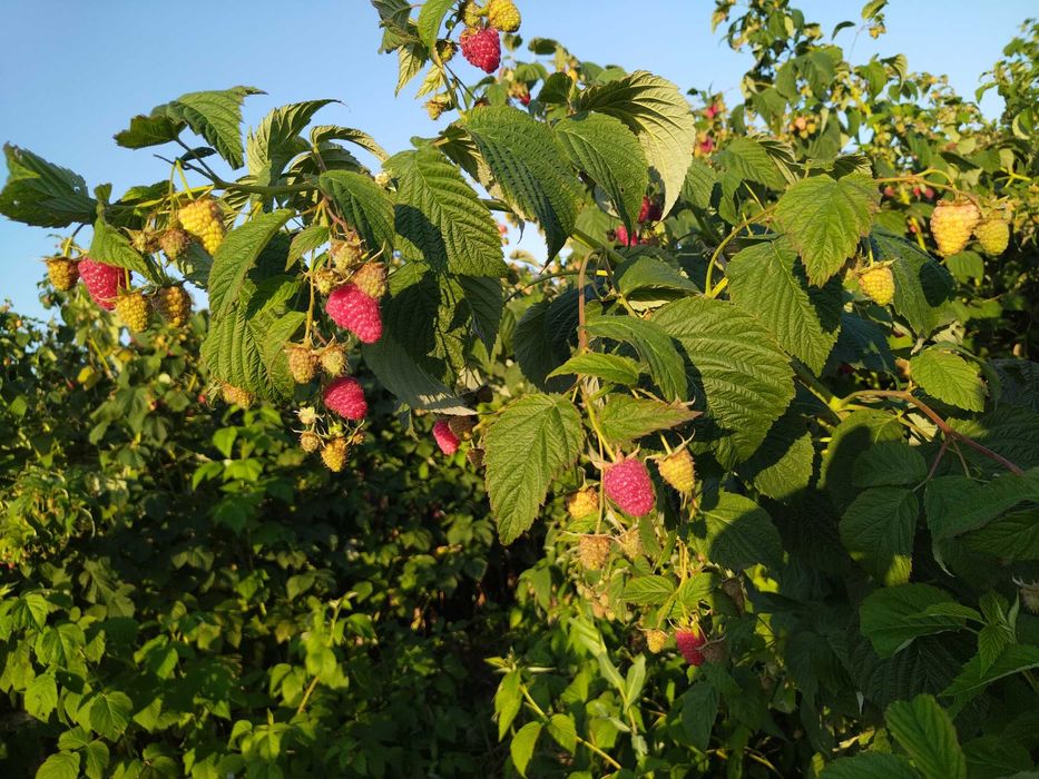 Разсад МАЛИНИ, мапема, енросадира, амира и др. ГОЛЕМИ КОЛИЧЕСТВА !