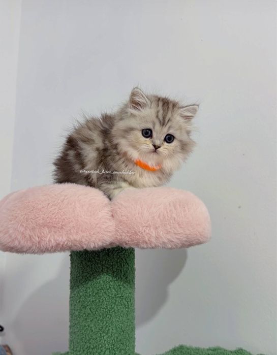 Мушук зотли котята