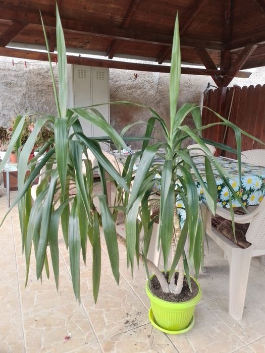 Yucca de vanzare
