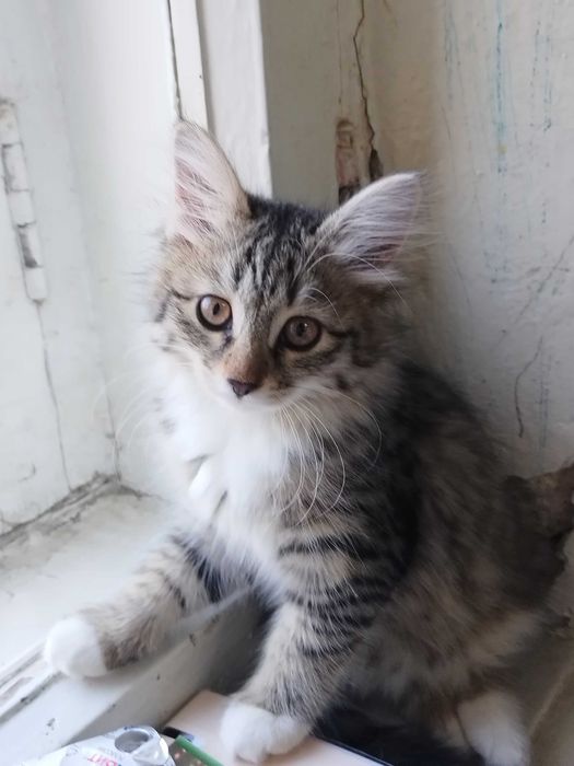 Котенок 3 месяца, девочка. Отдам ответственным людям