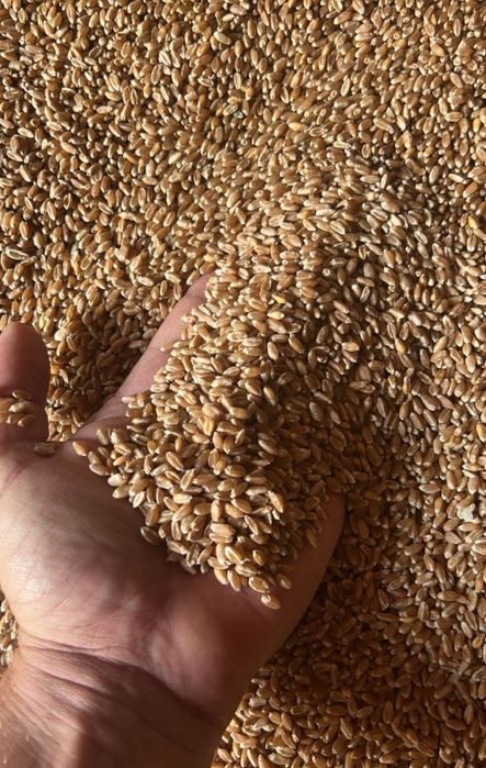 бидай сатылады оптом и в розницу