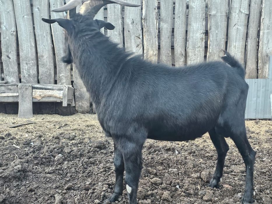 Козёл чешской + альпийской породы на племя Козел 70000 тысяч